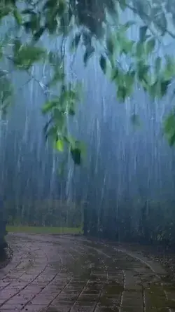 Rain Fall Video| Best Rainy Season Videos| Rain Falls Sounds| Amazing Rain|Love|Most Favourite Rain