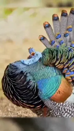 Beautiful peacock!