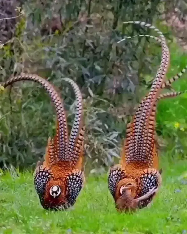 pheasants