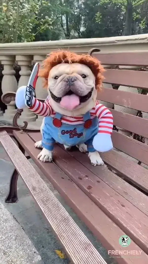 Costumes for French Bulldogs in 2023