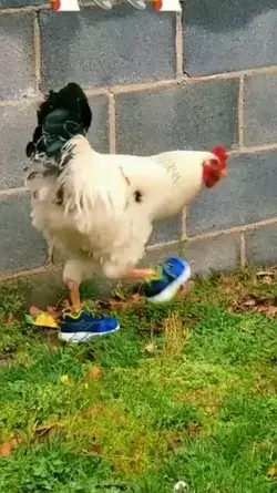 👞👞🐓