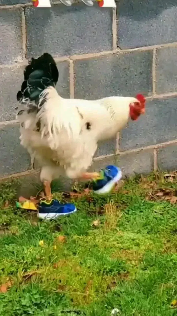 👞👞🐓