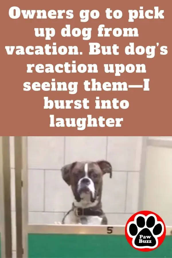 Owners go to pick up dog from vacation. But dog’s reaction upon seeing them—I burst into laughter