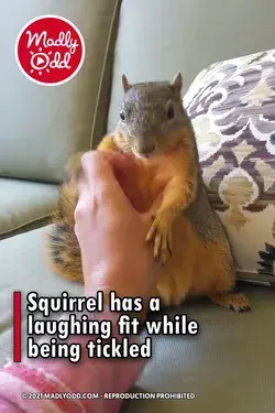 Squirrel has a laughing fit while being tickled