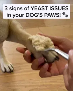 Here's Why You Shouldn't Ignore Your Dog's Paw Licking!