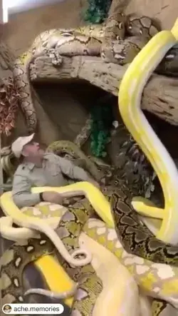 🐍【ملك الثعابين】【King of Snakes】🐍