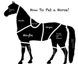 How to pet a horse