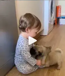 Best Video This little baby and his Pups are much cute