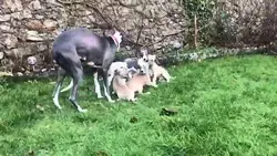 Mother whippet excited to play with new puppies.