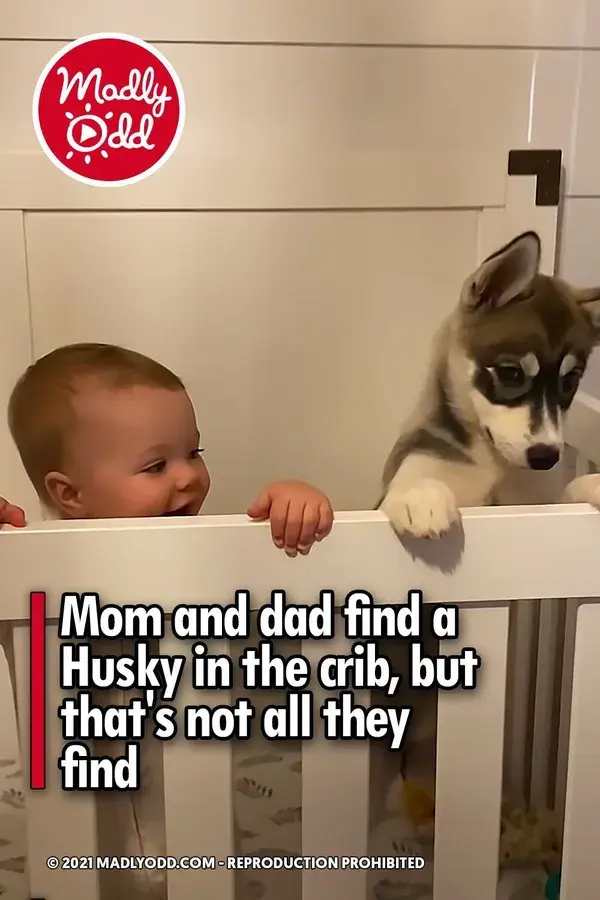 Mom and dad find a Husky in the crib, but that’s not all they find