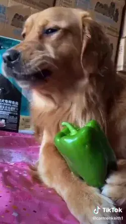 ASMR basically a dog eating a pepper