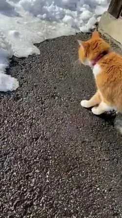 🐱...This cat's first encounter with a cold evil white substance