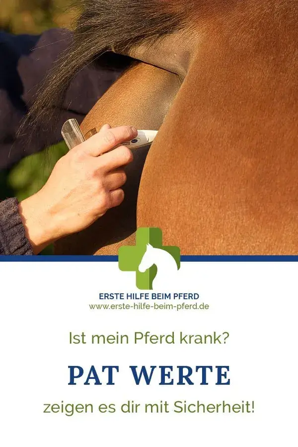 PAT Werte beim Pferd: Puls, Atmung & Temperatur | Erste Hilfe beim Pferd