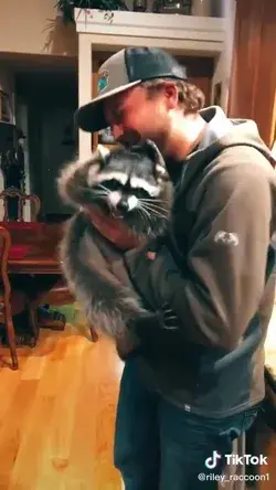 This raccoon doesn't like kisses 😅😊😋