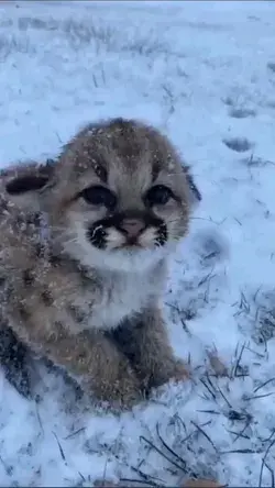 Baby cheetah is too cold #cheetah#snow#nature