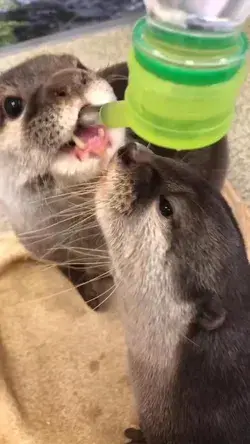 All you need is love and an otter