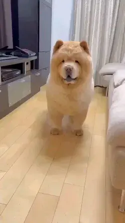 🐾 Hilariously Funny Chow Puppy Playfully Tackles Toy! Adorable Playful Moments of this Cute Furball