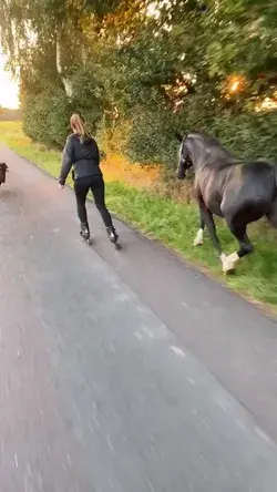 Lady Horse and Dogs run