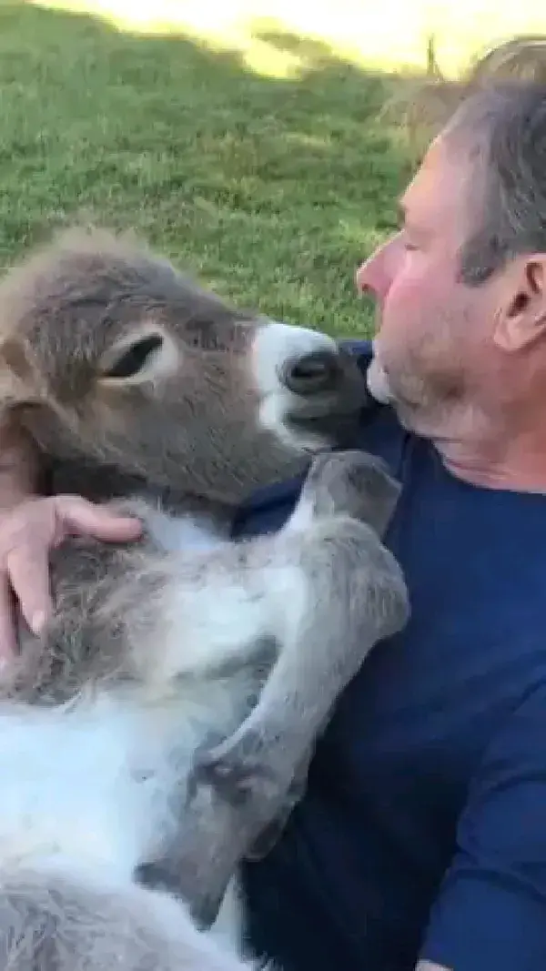 Man Sings to Baby Donkey While Cradling her