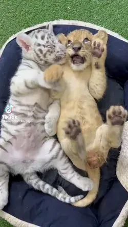 2 little little tiger cubs are playing