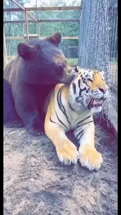 animals loves