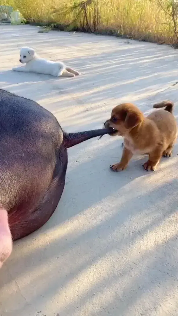 puppy playing with piggy