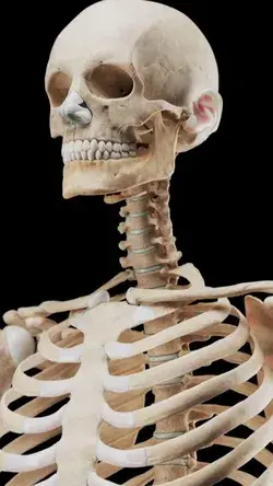 Medically accurate 3d model of the human skeleton