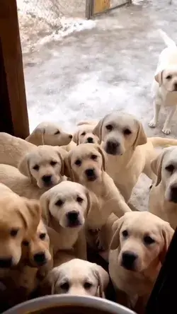 Feeding time for these cuties. Omg those sweet faces tho