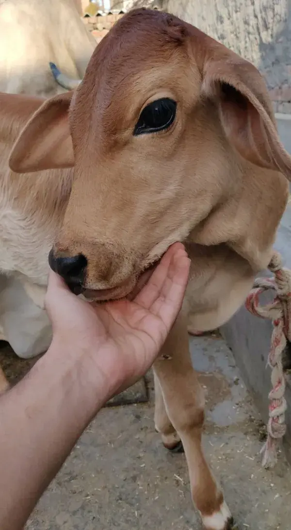 Cow calf #cow #india #beauty #beautiful