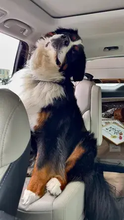 Ella, the Bernese Mountain Dog…. The Best Head Tilts!