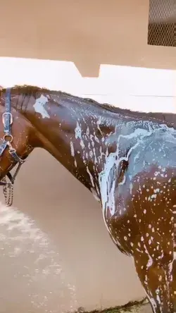 funny horses washing video