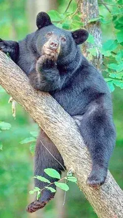 Cute Bear Lovely Animals Animal Protection Environmental Protection