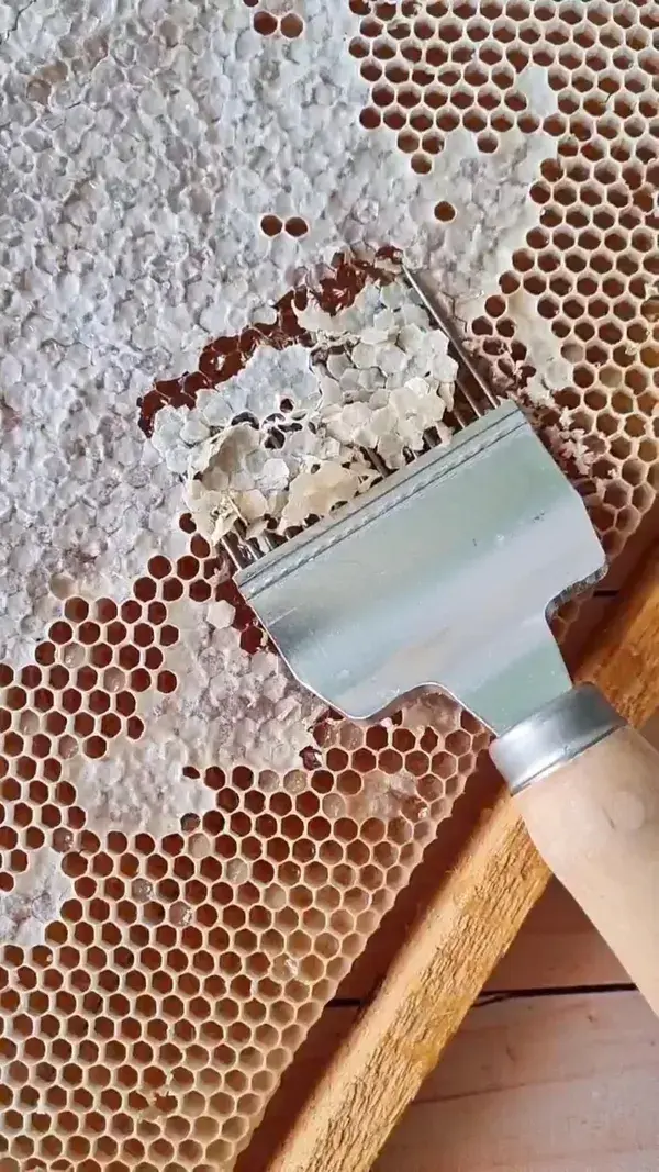 Pouring the raw honey to filter it