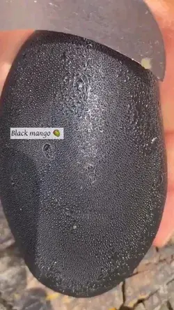 black mango 🥭