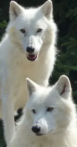 Cute white wolves