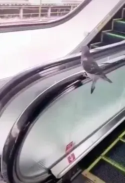 this bird find a treadmill for himself