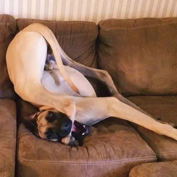 People Are Posting Hilarious Photos Of Their Great Danes, And It’s Crazy How Large They Are!