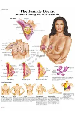 The Female Breast Chart