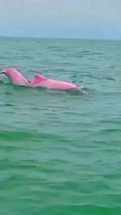 Pink dolphin