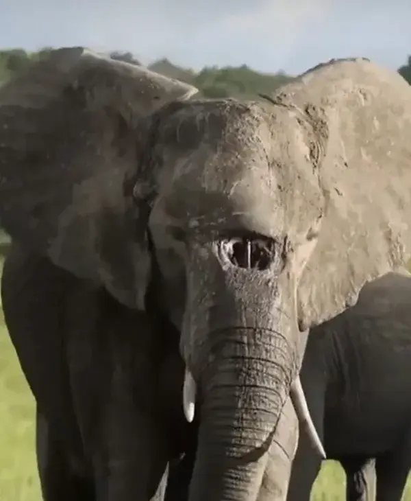 Rhandzekile the elephant with a scary birth defect