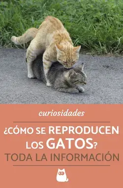 ¿Cómo se Reproducen los Gatos? - Explicación