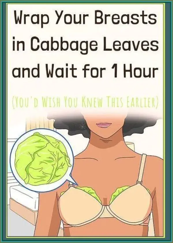 Wrap Your Breasts In Cabbage Leaves And Wait For 1 Hour