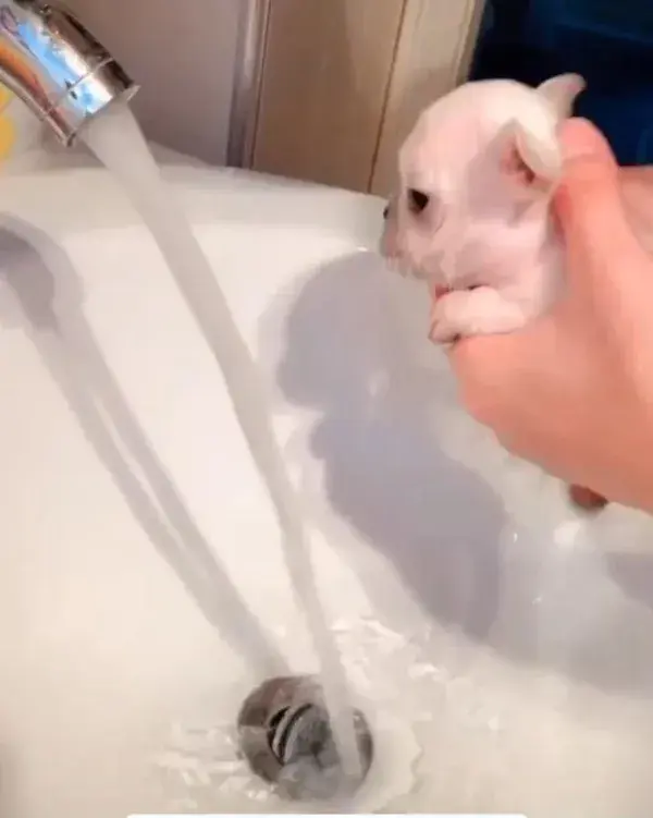 Puppy bath