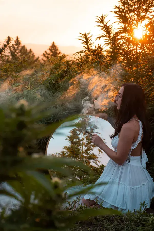 Colorado Hemp harvest