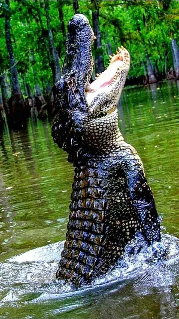 Alligator Eyes: Mesmerizing Close-Ups of This Reptile's Gaze - Alligator Images Alligator Videos