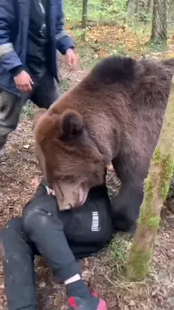 When your best friend is a Grizzly Bear 🐻  👀  📹 Tom.bear.tom