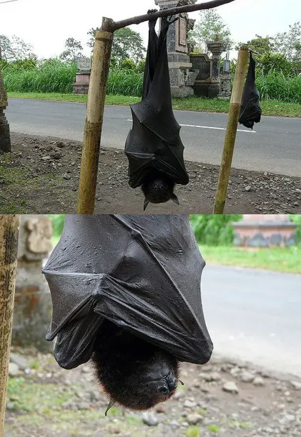 Meet The Biggest Bat In The World, The Golden-Crowned Flying Fox | Story Station