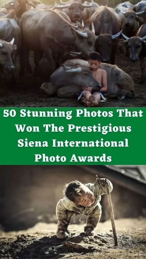 50 Stunning Photos That Won The Prestigious Siena International Photo Awards