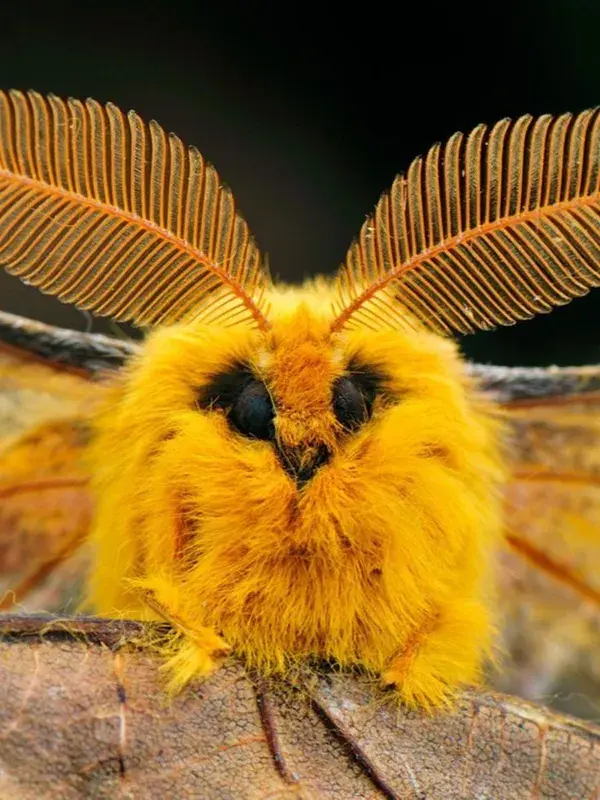 Venezuelan Poodle Moth