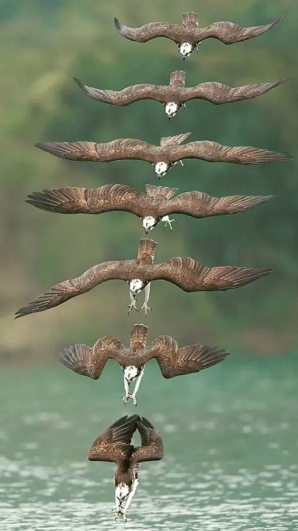 Osprey lunging for its catch 💦 Photo by @joinus12345